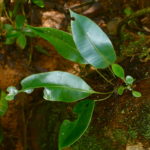 Elaphoglossum productum