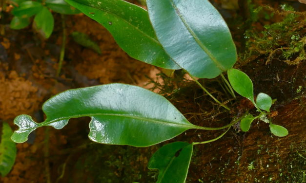 Elaphoglossum productum