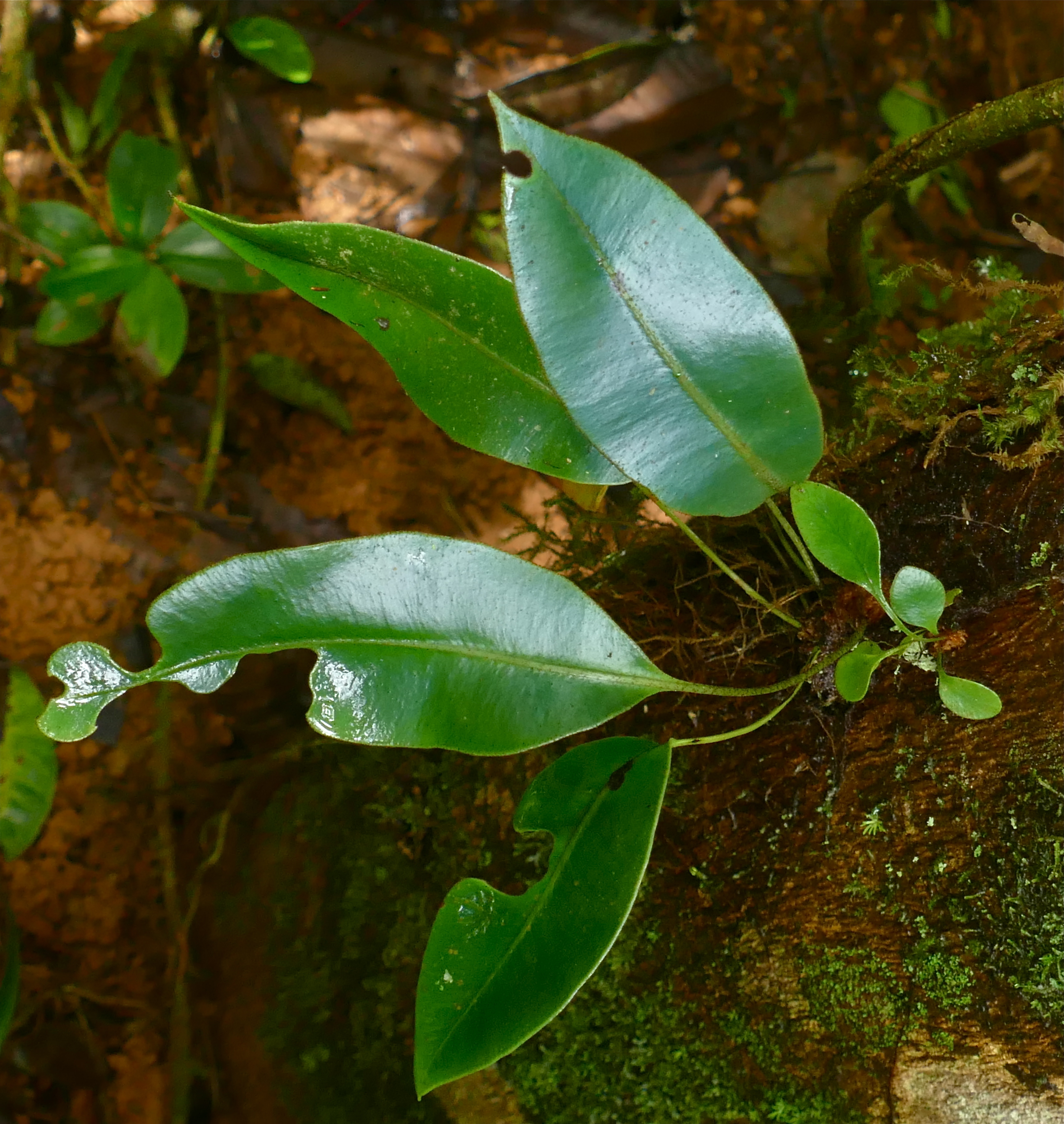 Elaphoglossum productum