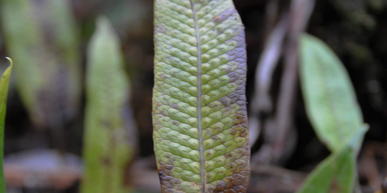 Serpocaulon levigatum