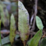 Serpocaulon levigatum