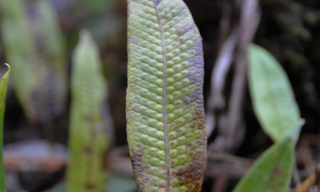 Serpocaulon levigatum