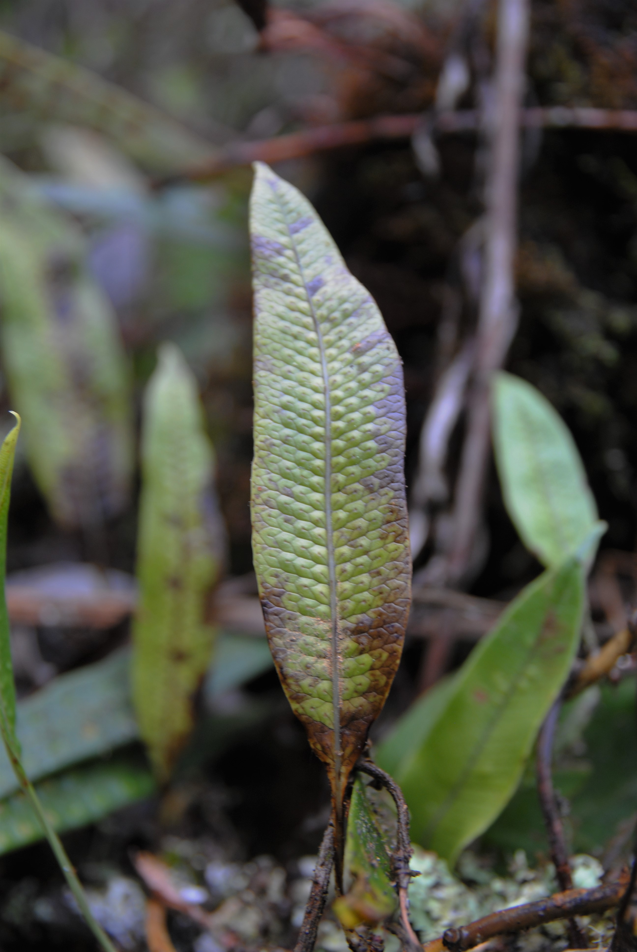 Serpocaulon levigatum