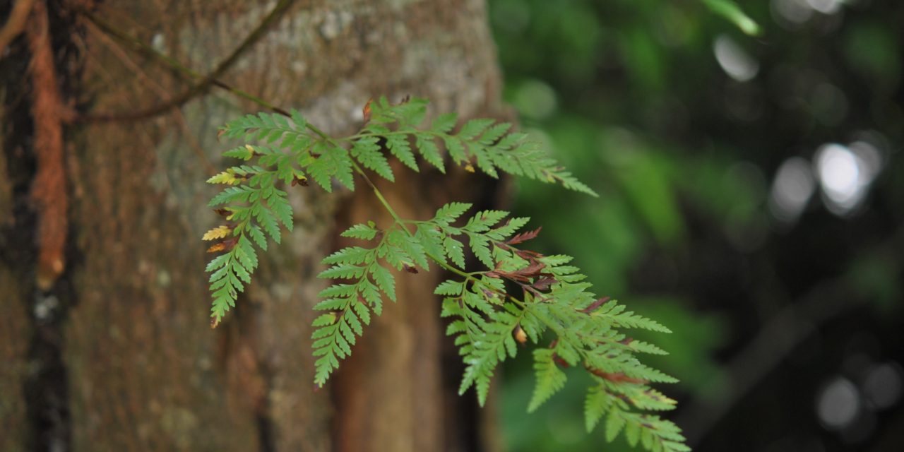 Davallia pyxidata Cav.