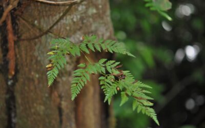 Davallia pyxidata Cav.