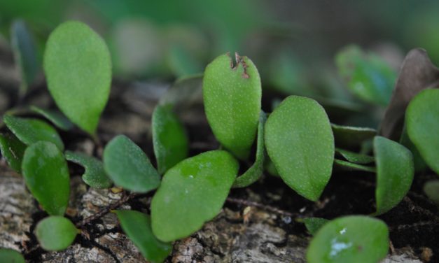 Pyrrosia rupestris