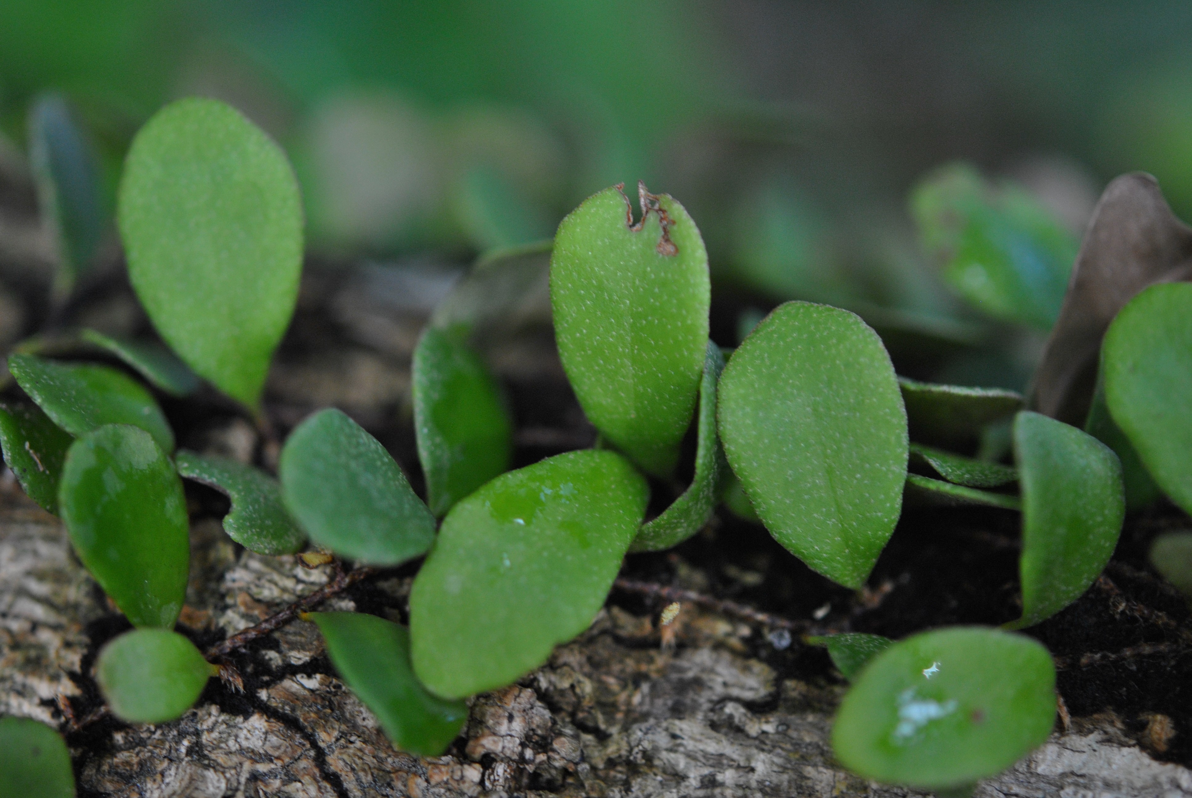 Pyrrosia rupestris