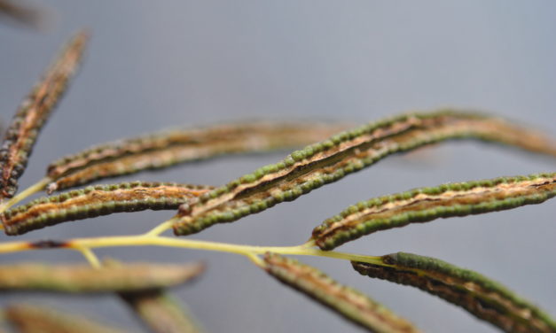 Llavea cordifolia