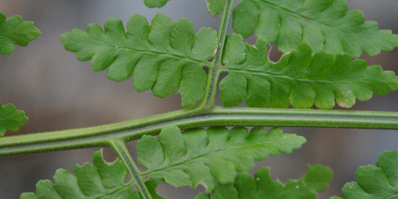 Dryopteris wattsii