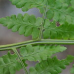 Dryopteris wattsii