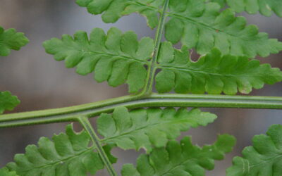 Dryopteris wattsii