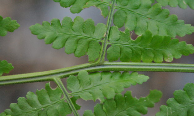 Dryopteris wattsii