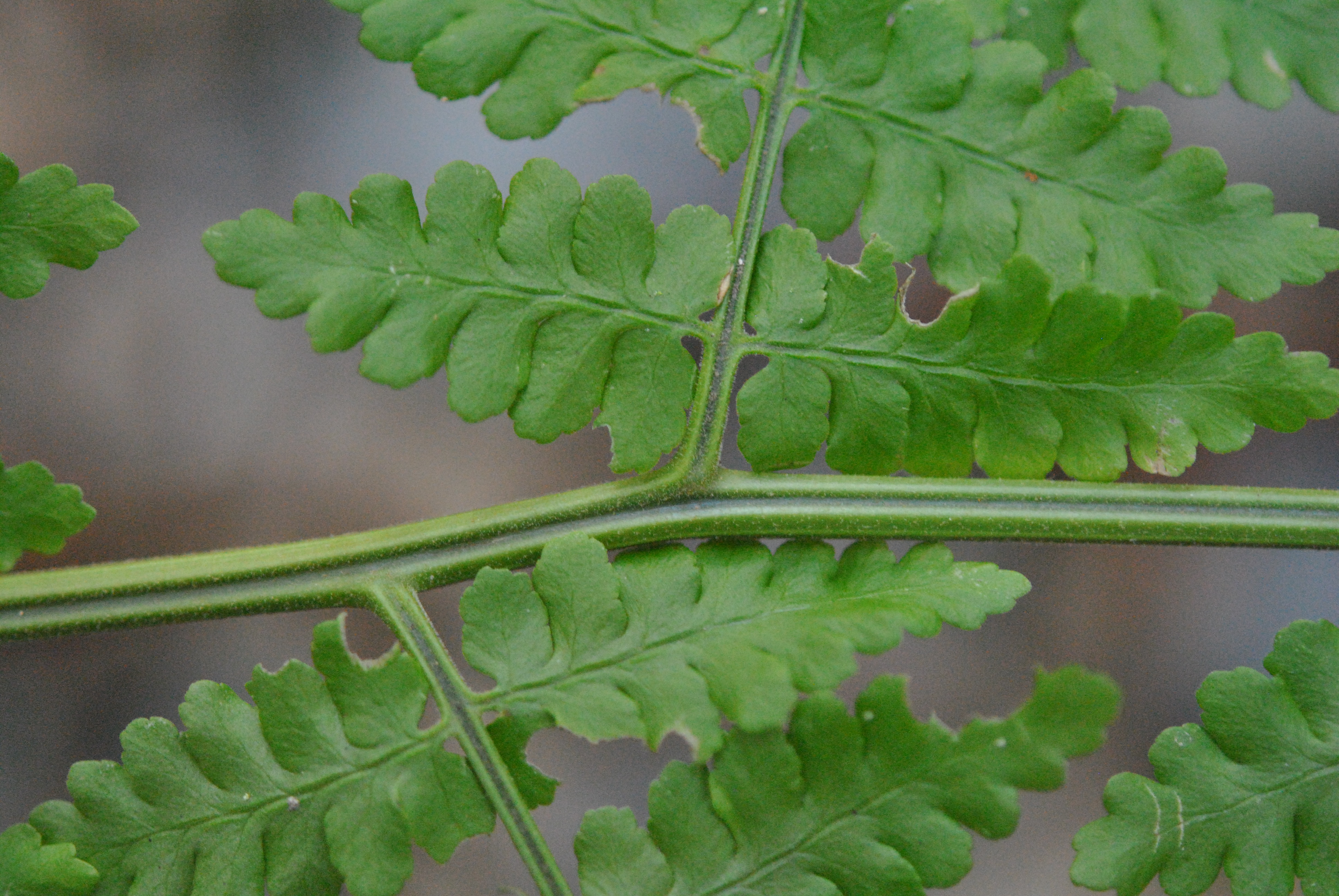 Dryopteris wattsii