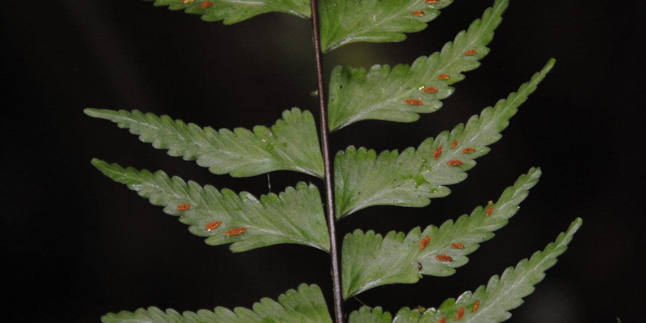 Asplenium cf. drepanophyllum