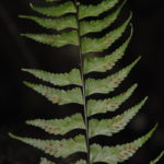 Asplenium cf. drepanophyllum