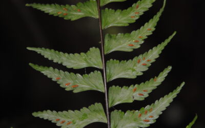 Asplenium cf. drepanophyllum