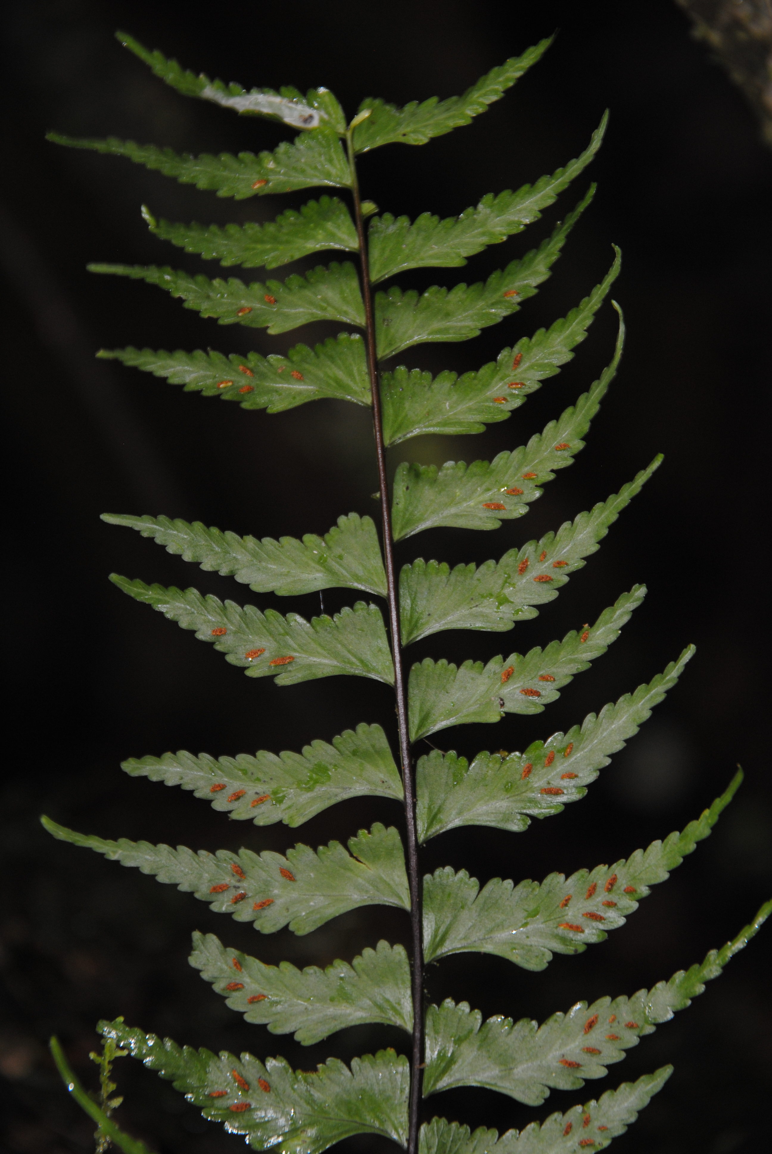 Asplenium cf. drepanophyllum