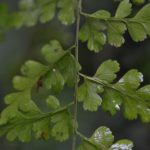 Asplenium lasterpitiifolium