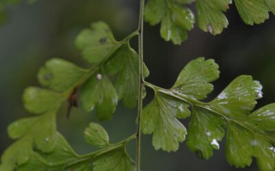 Asplenium lasterpitiifolium