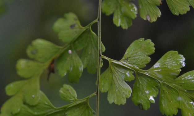 Asplenium lasterpitiifolium