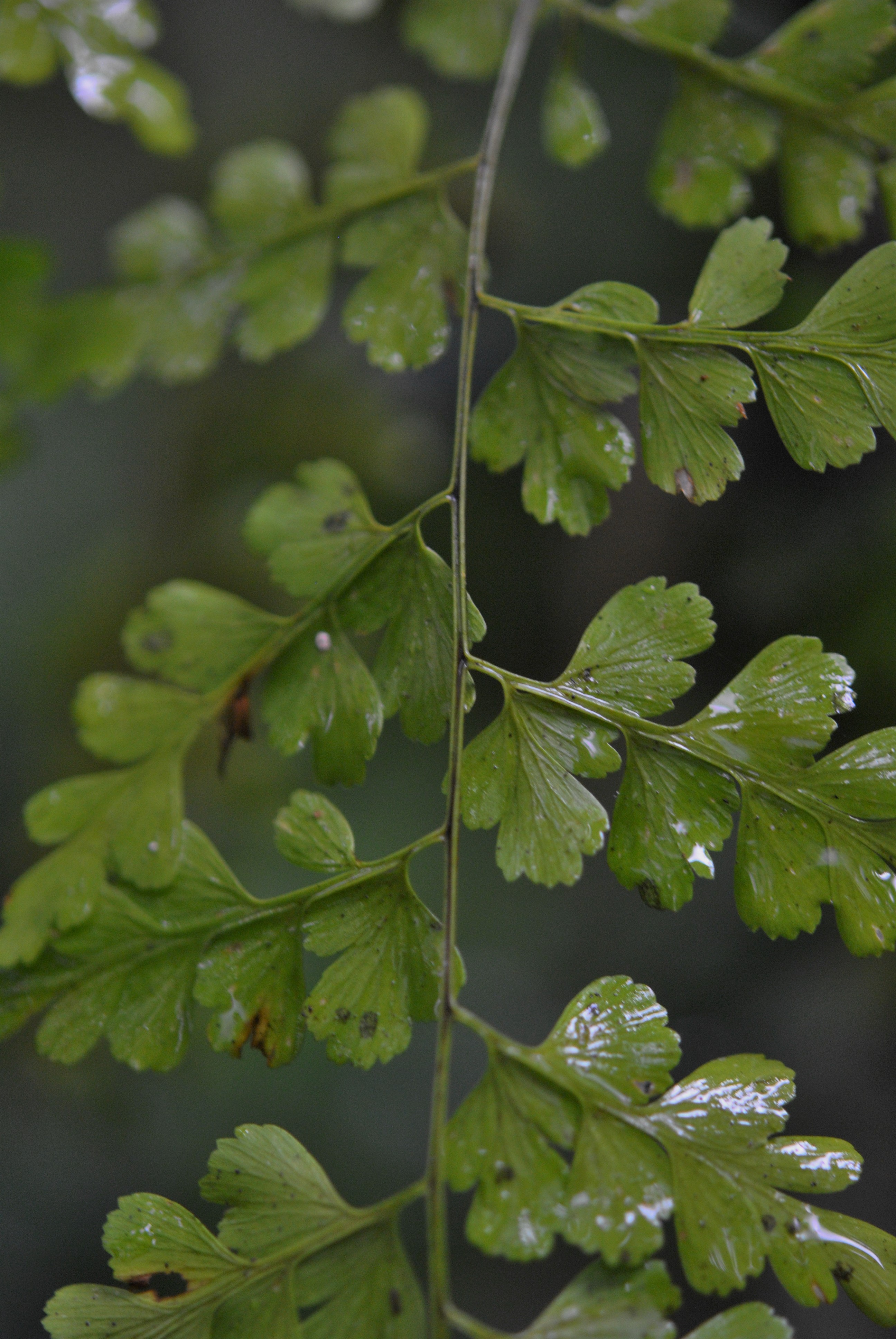 Asplenium lasterpitiifolium