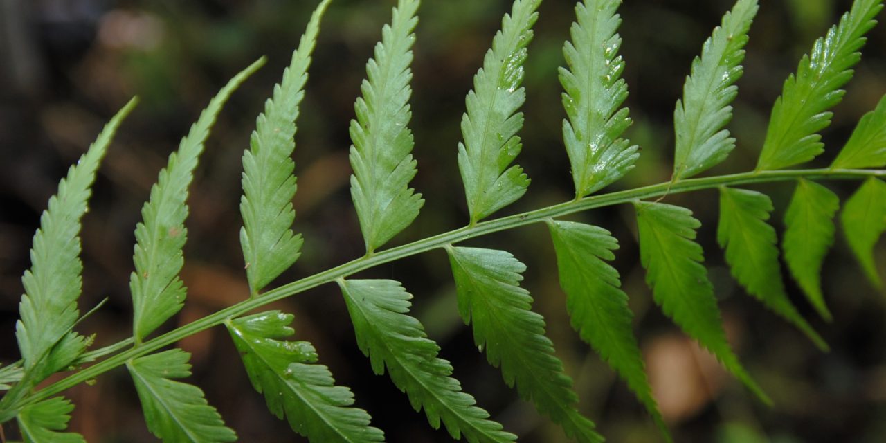 Asplenium cuspidatum