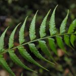 Asplenium cuspidatum