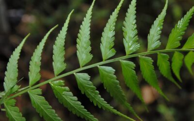 Asplenium cuspidatum