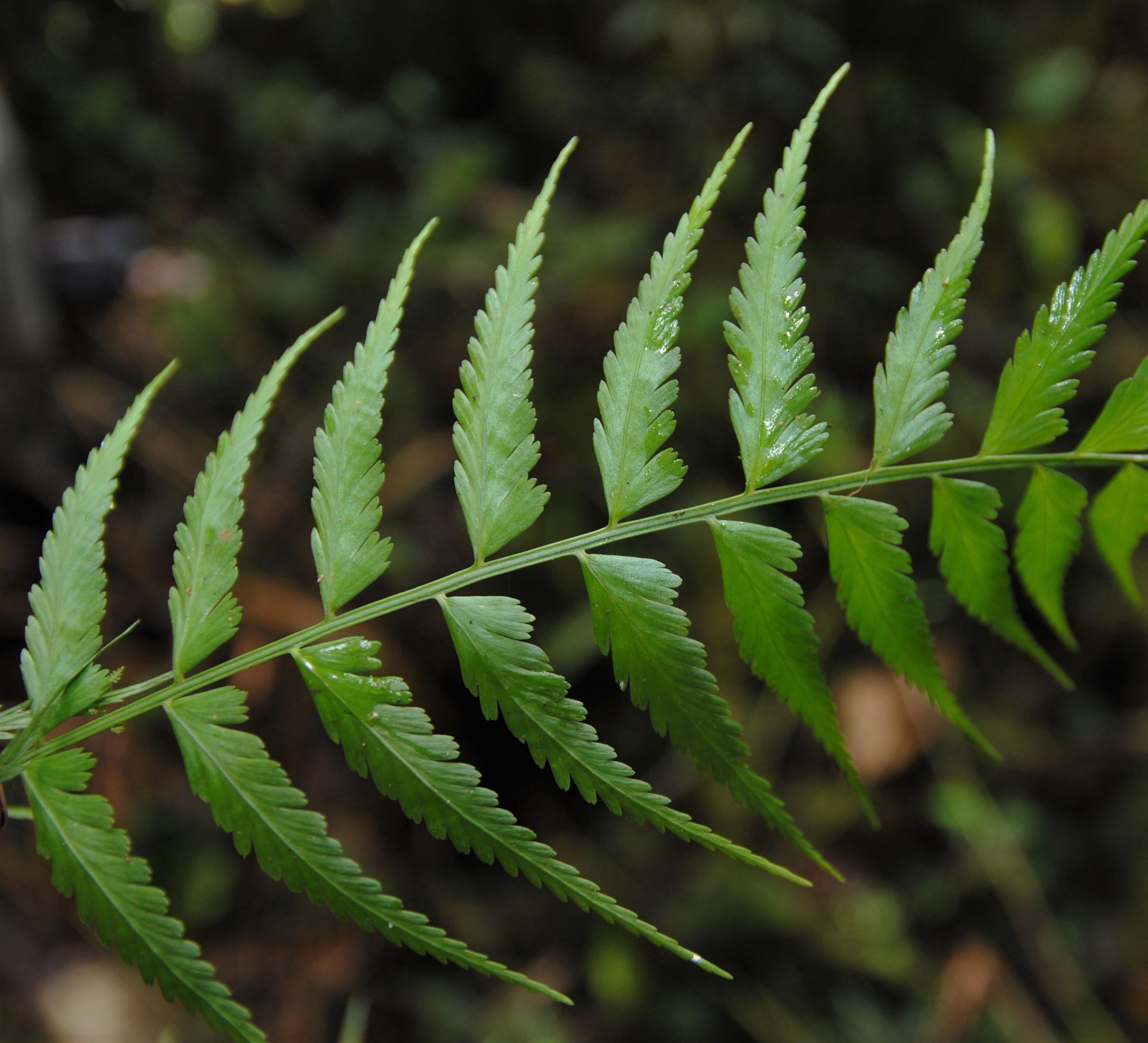 Asplenium cuspidatum