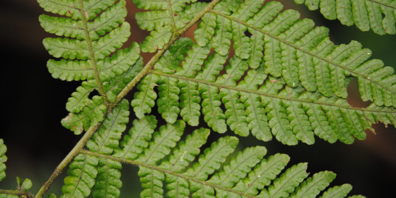 Megalastrum gilbertii