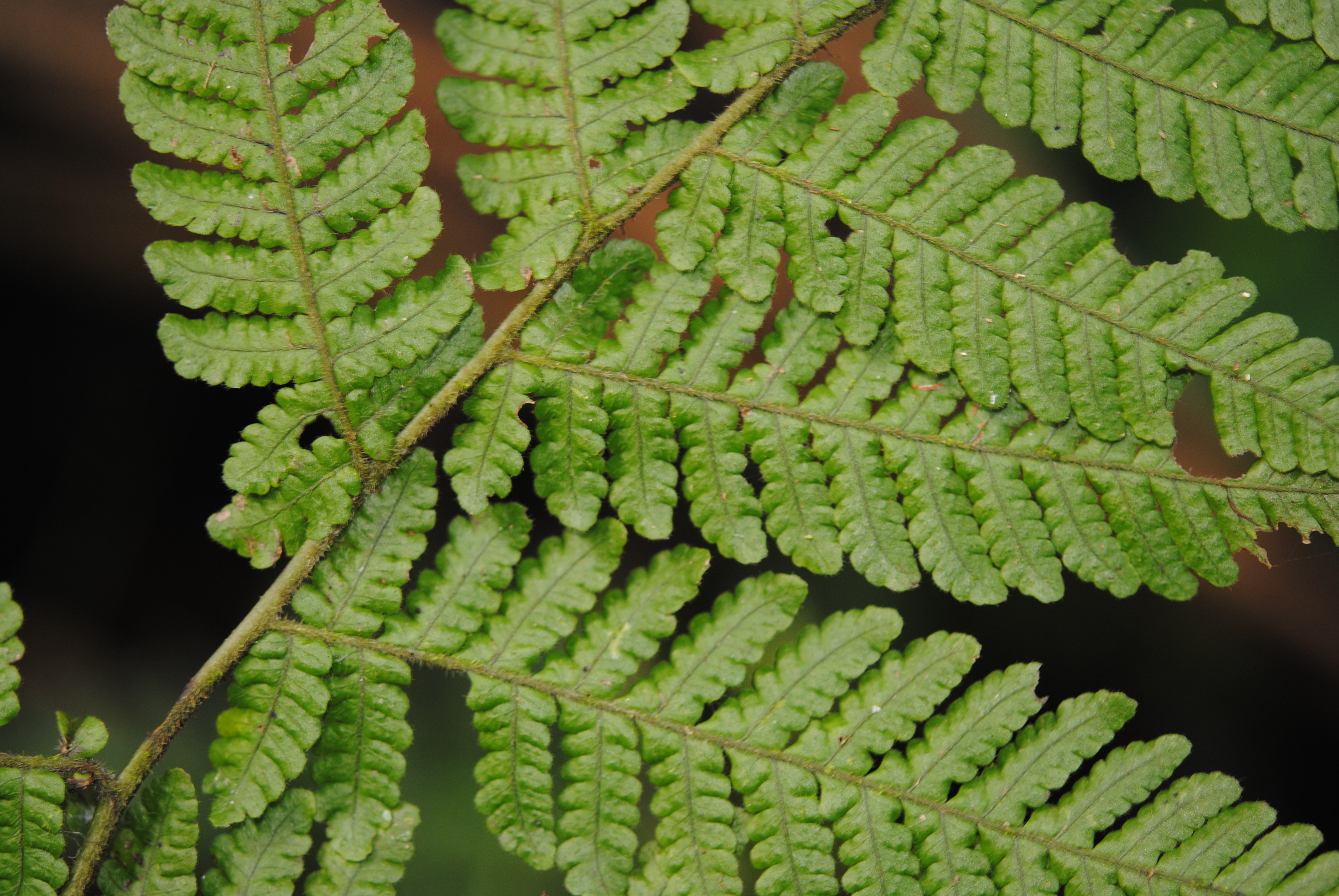 Megalastrum gilbertii