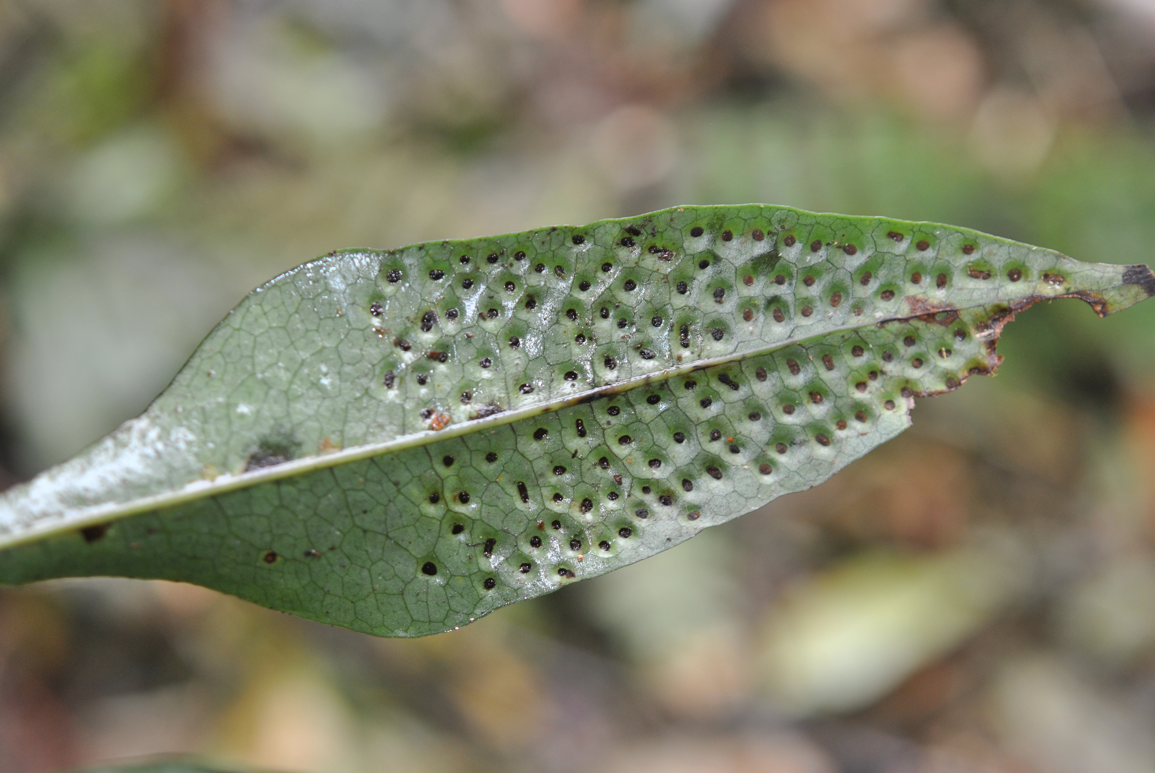 Dendroconche kingii