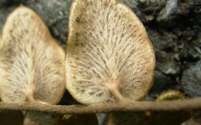 Paragymnopteris delavayi