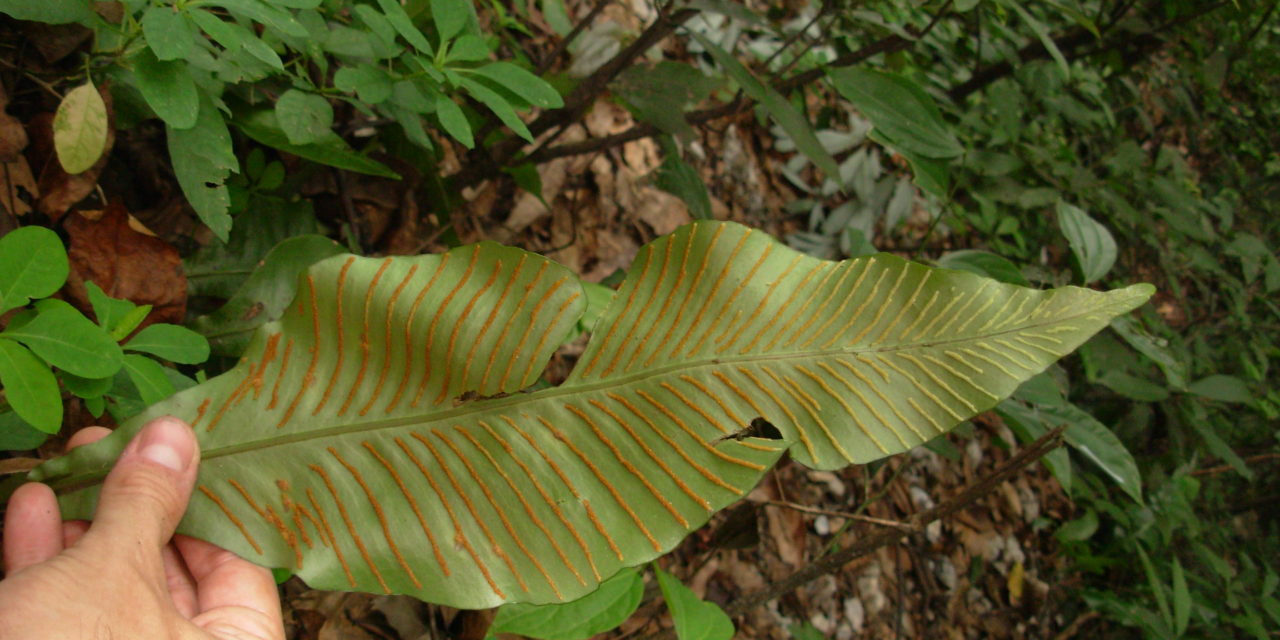 Leptochilus henryi