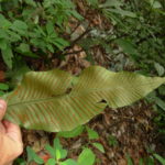 Leptochilus henryi