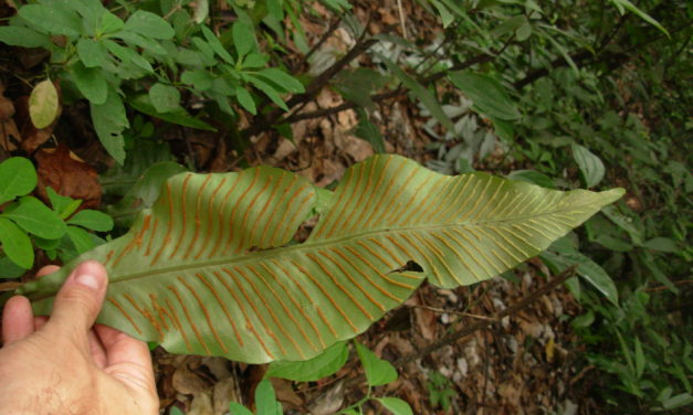 Leptochilus henryi