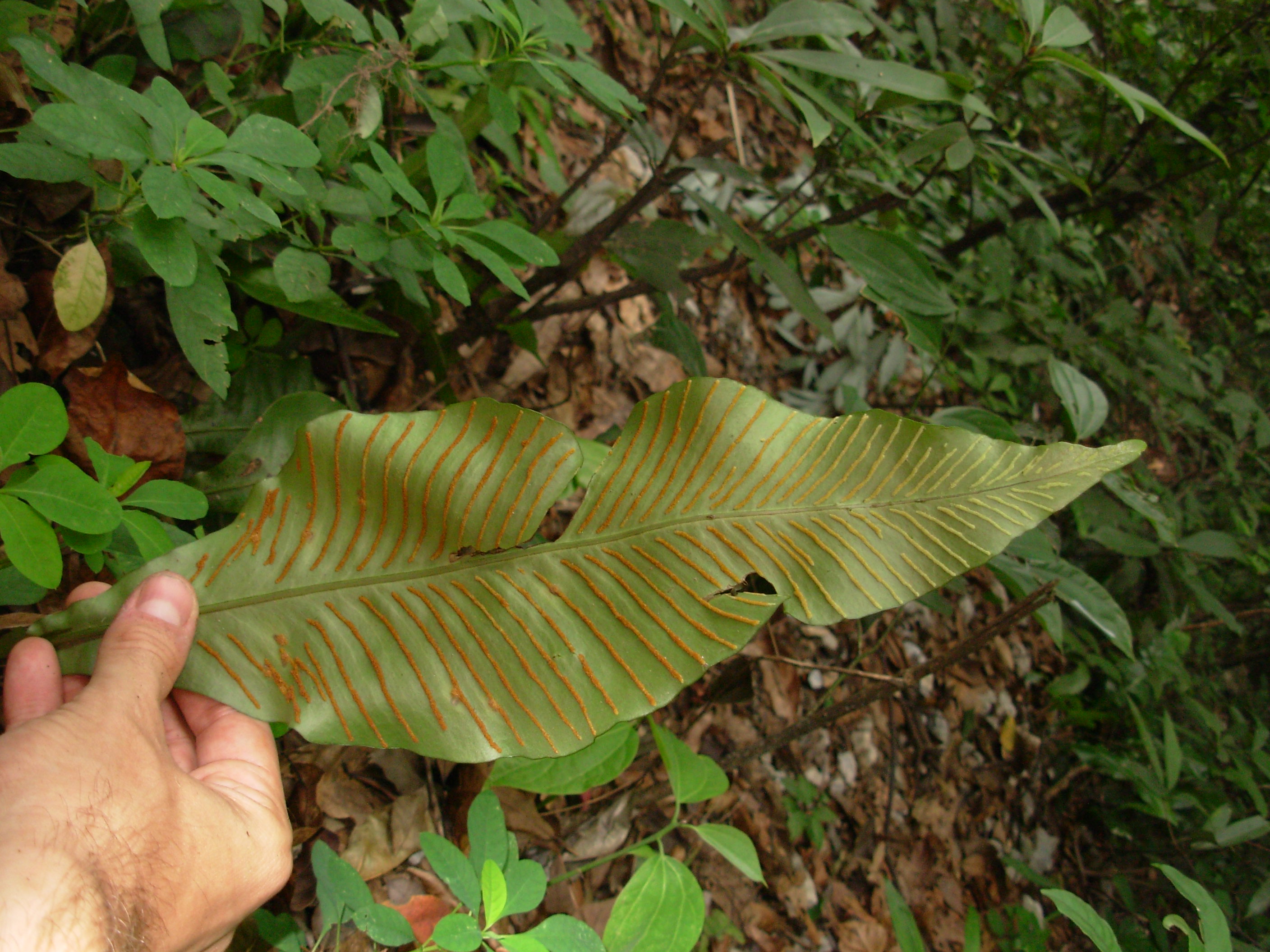 Leptochilus henryi