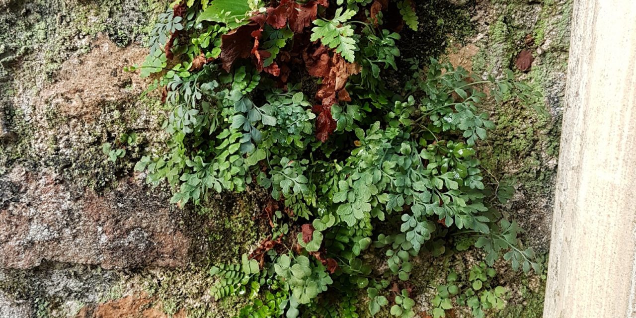 Asplenium ruta-muraria