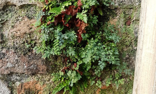 Asplenium ruta-muraria