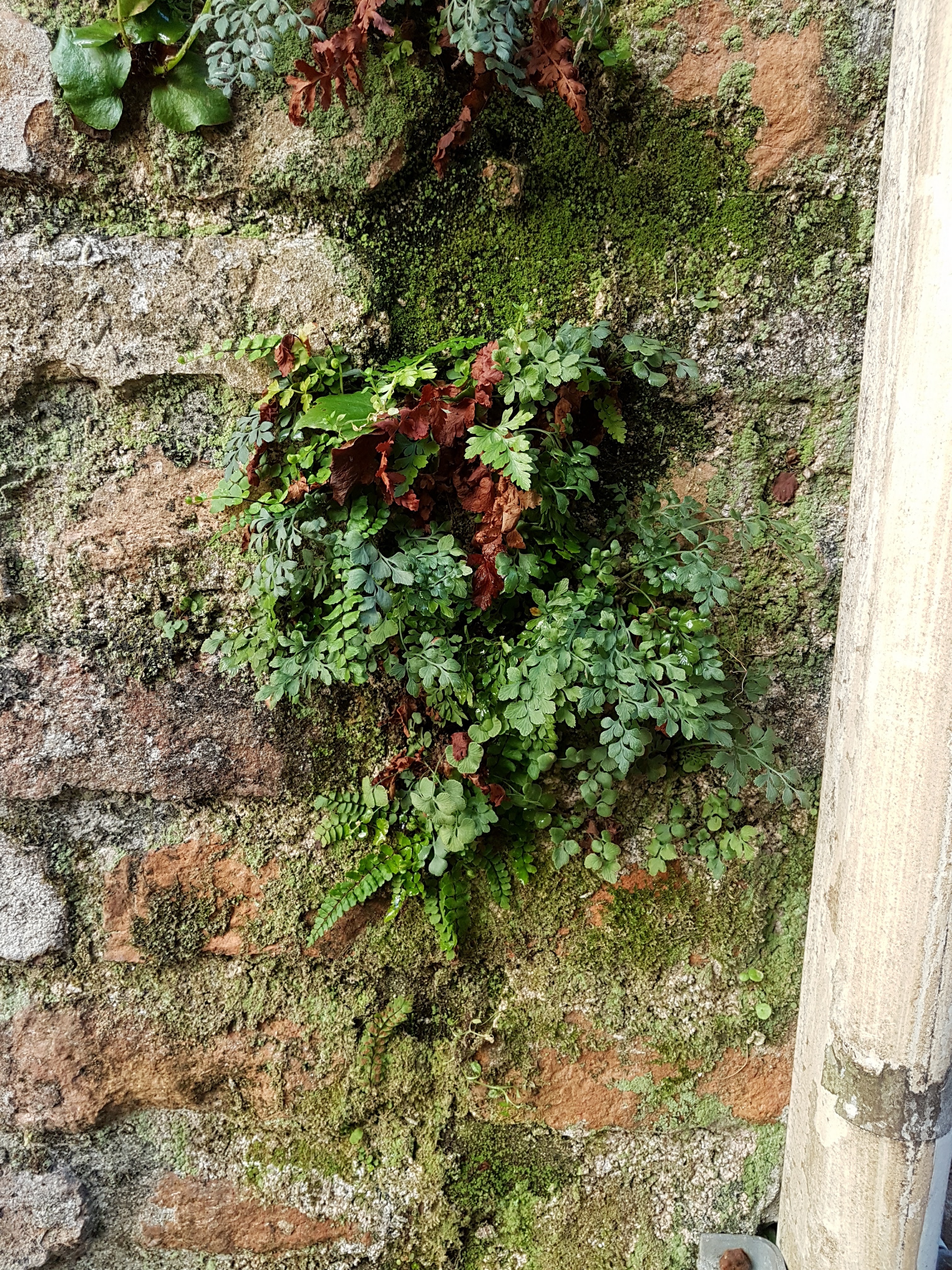 Asplenium ruta-muraria