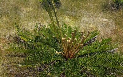 Lomariocycas schomburgkii