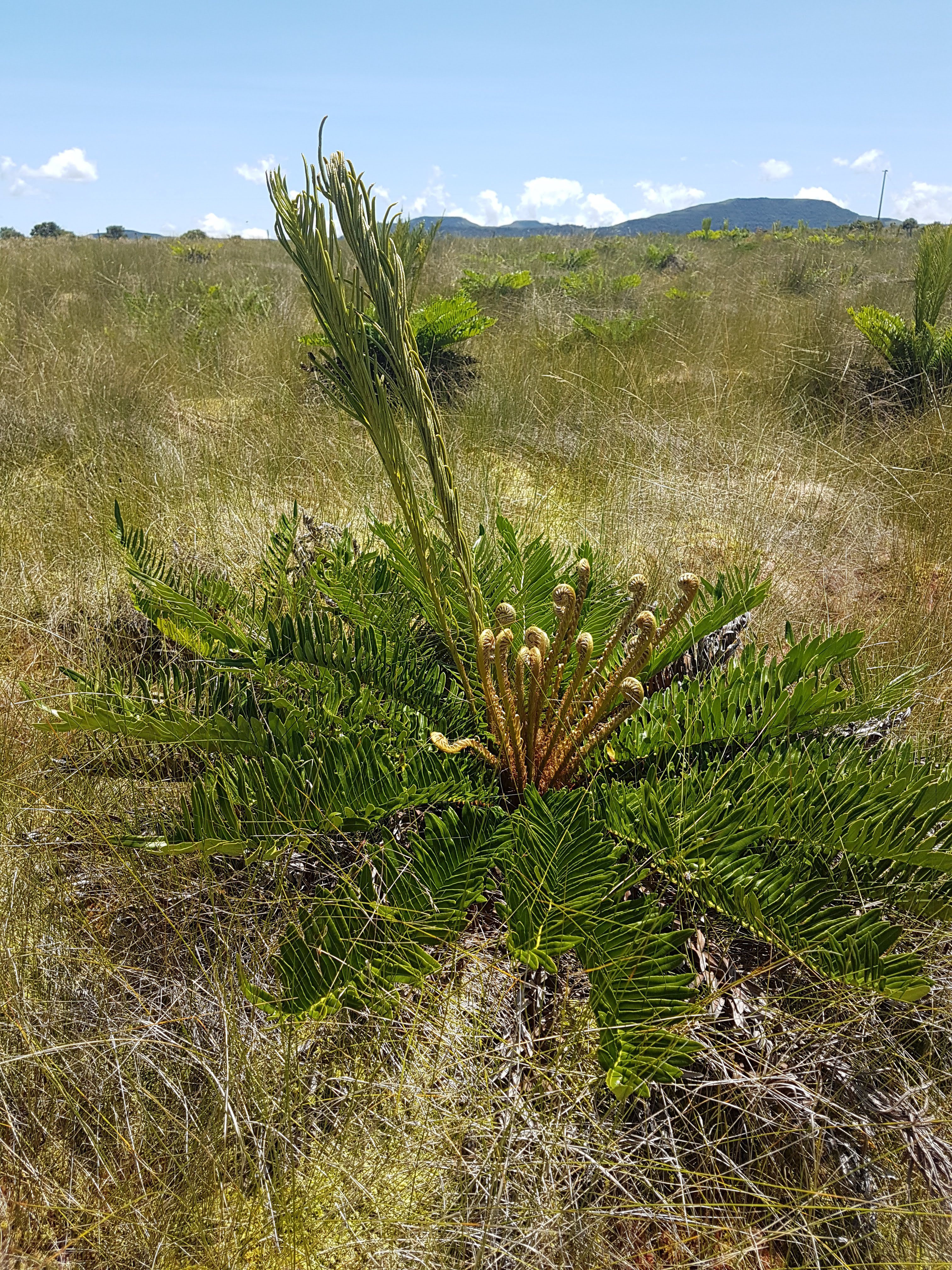 Lomariocycas schomburgkii