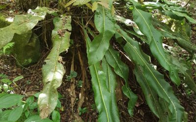 Niphidium crassifolium