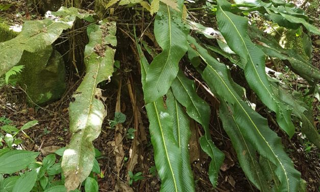 Niphidium crassifolium