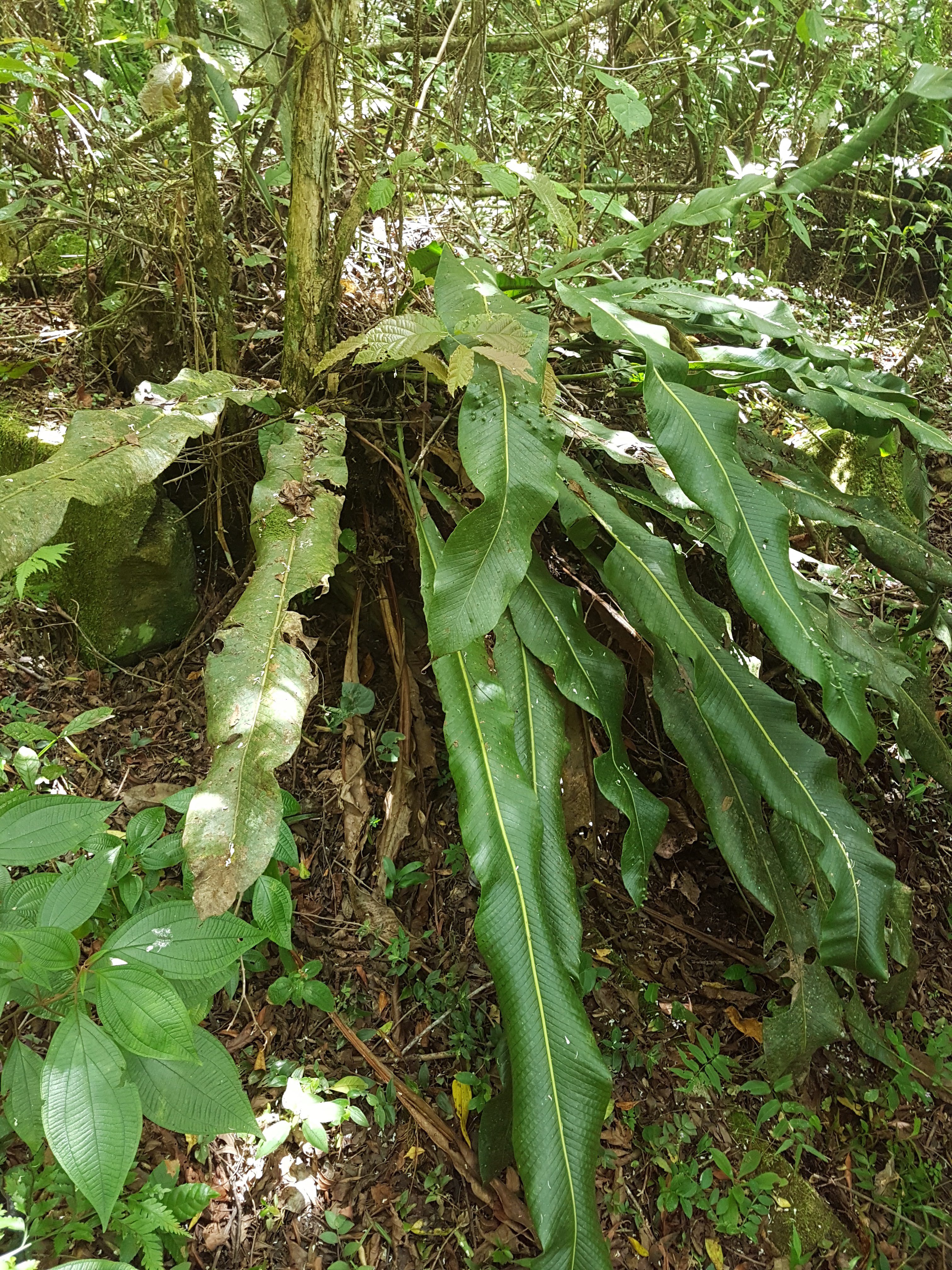 Niphidium crassifolium