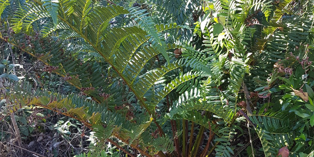 Cyathea atrovirens