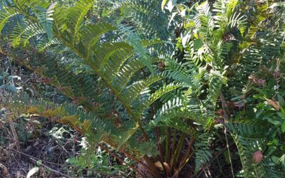 Cyathea atrovirens