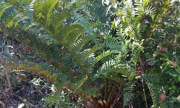 Cyathea atrovirens