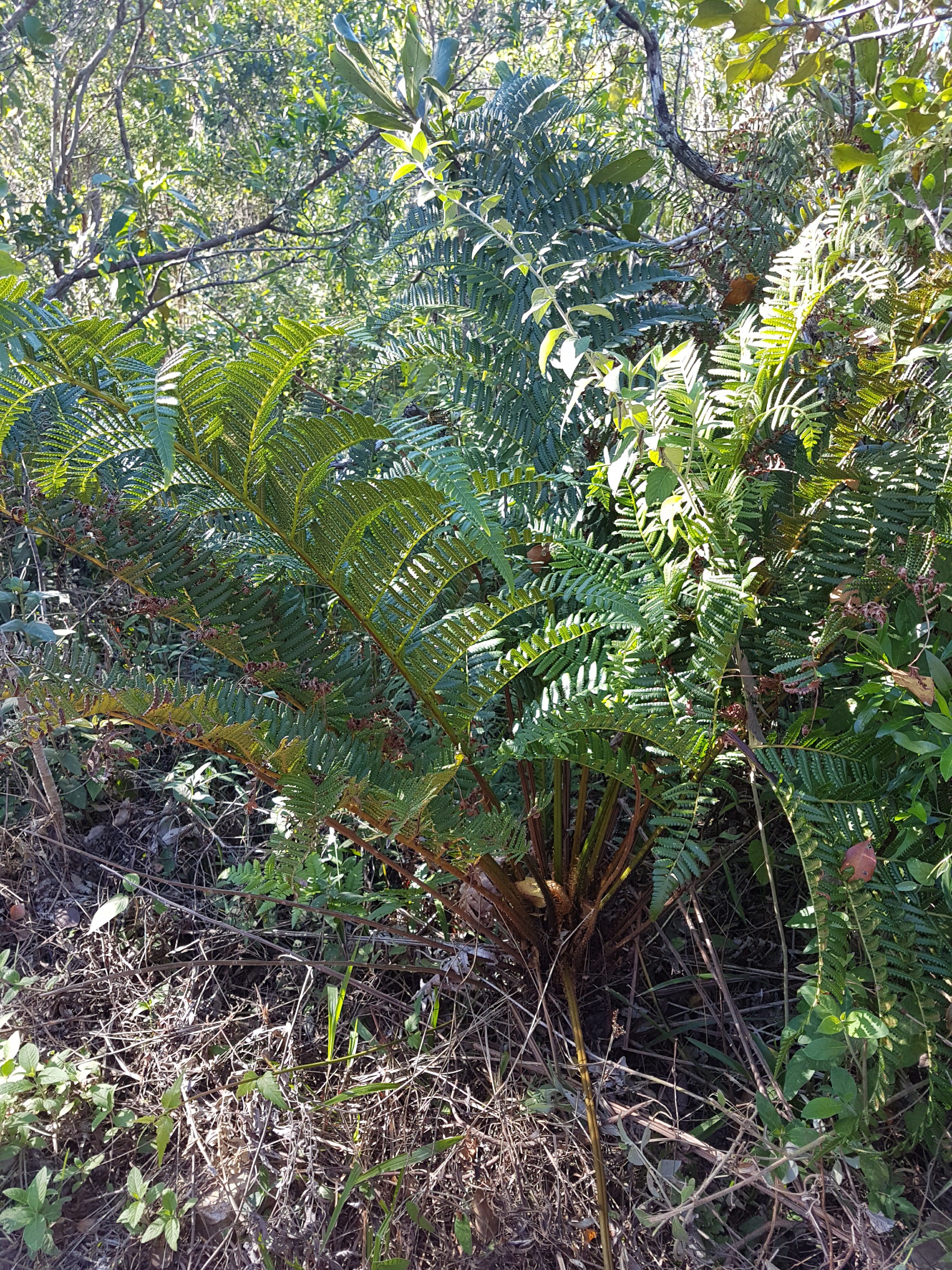 Cyathea atrovirens