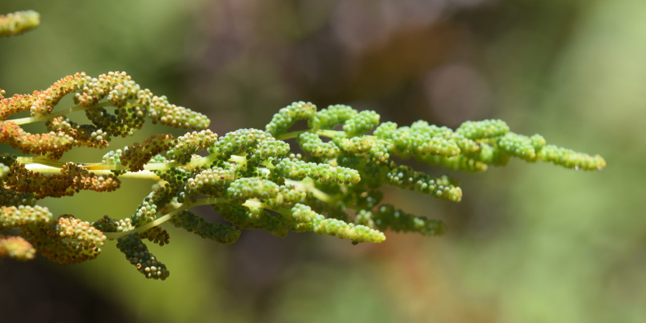 Osmunda spectabilis